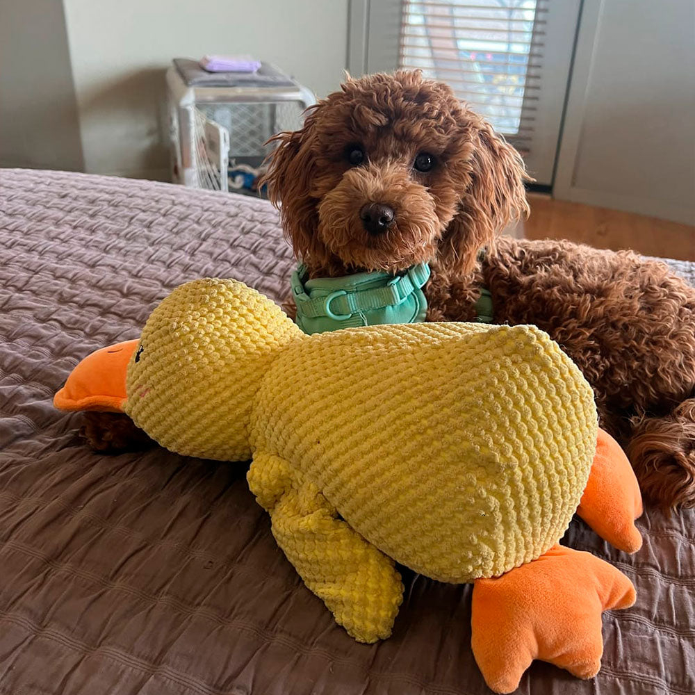 🦆Best Pet Supplies Crinkle Duck Plush🦁