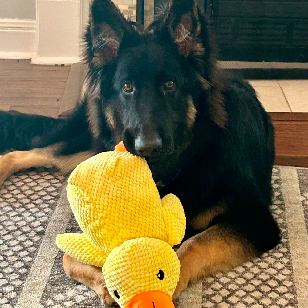🦆Best Pet Supplies Crinkle Duck Plush🦁