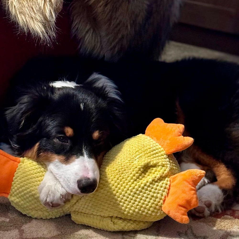 🦆Best Pet Supplies Crinkle Duck Plush🦁