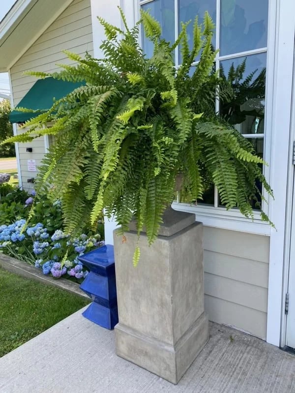 UV Resistant Lifelike Artificial Boston Fern🍀