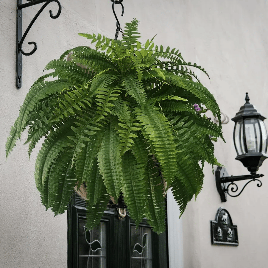 UV Resistant Lifelike Artificial Boston Fern🍀