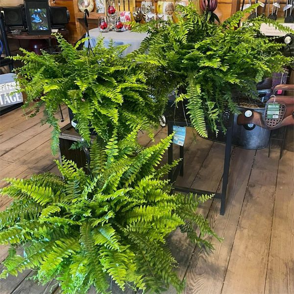 UV Resistant Lifelike Artificial Boston Fern🍀